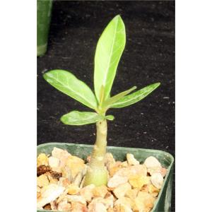 Adenium cv Bubblegum 3-inch pots