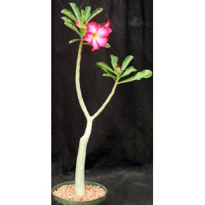 Adenium cv Pink Elephant (MAD 923) 6-inch pots