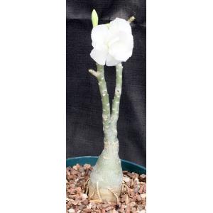 Adenium obesum cv Tropica Double-White 8-inch pots