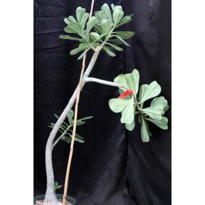 Adenium 1097 x 774 8-inch pots