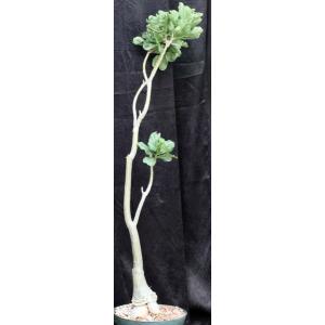 Adenium multiflorum 10-inch pots