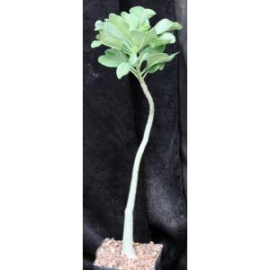 Adenium multiflorum one-gallon pots