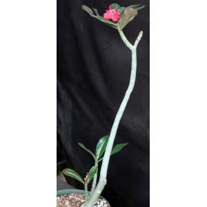Adenium cv Nearly Perfect (MAD 776) 8-inch pots