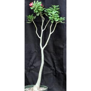 Adenium obesum 12-inch pots