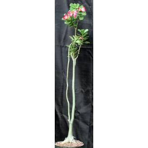 Adenium obesum 8-inch pots