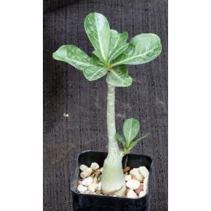 Adenium obesum cv Grumbleys White 2-inch pots