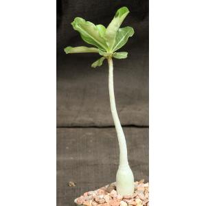 Adenium obesum cv Merrylynns Pink 4-inch pots
