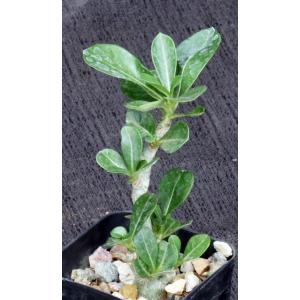 Adenium obesum cv Merrylynns White 2-inch pots