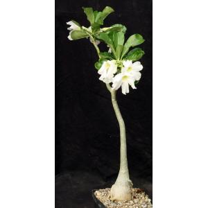 Adenium obesum cv Merrylynns White one-gallon pots