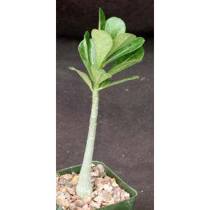 Adenium obesum cv Merrylynns White 4-inch pots