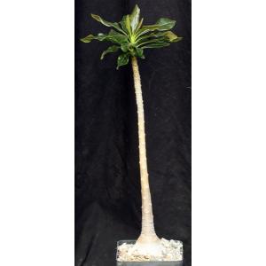 Adenium socotranum 5-inch pots