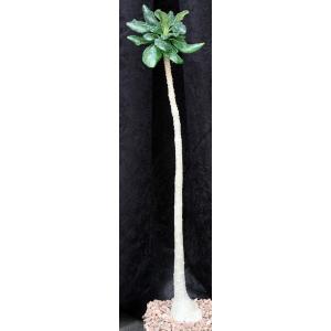 Adenium socotranum one-gallon pots