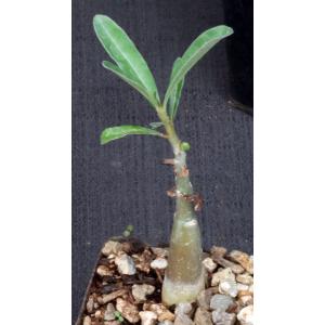 Adenium swazicum 3-inch pots
