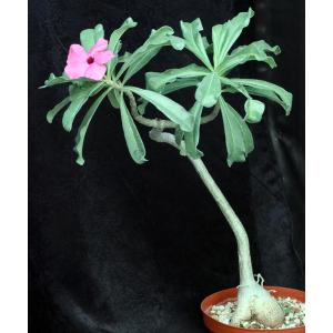 Adenium swazicum 8-inch pots