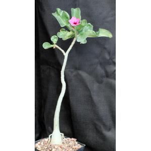 Adenium swazicum one-gallon pots