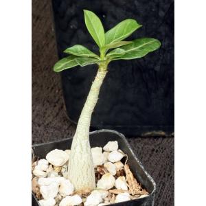 Adenium obesum 2-inch pots