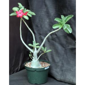 Adenium obesum cv Tropica 1000x993 8-inch pots