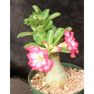 Adenium obesum cv Tropica Double-Obesum 21 6-inch pots