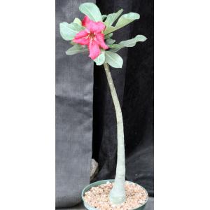 Adenium obesum cv Tropica 819x1049 6-inch pots