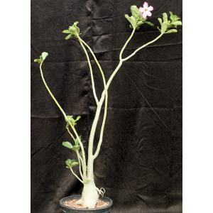 Adenium cv Karla x crispum 2-gallon pots