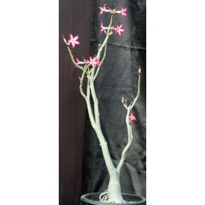 Adenium multiflorum 3-gallon pots