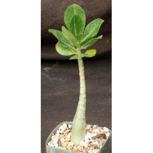 Adenium arabicum cv Black Giant x self 4-inch pots