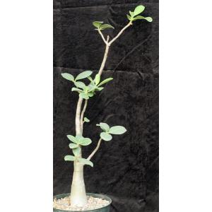 Adenium arabicum cv Fat Guy x self 8-inch pots