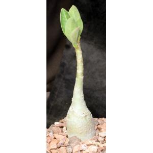 Adenium arabicum (Shada form) 5-inch pots