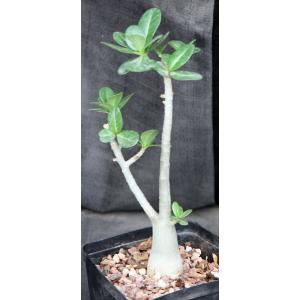 Adenium arabicum cv Black Giant x self one-gallon pots