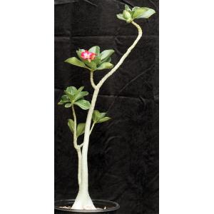 Adenium arabicum (red) 8-inch pots