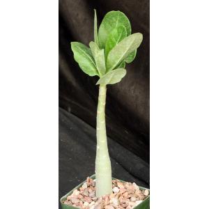 Adenium arabicum (Shada form) 4-inch pots