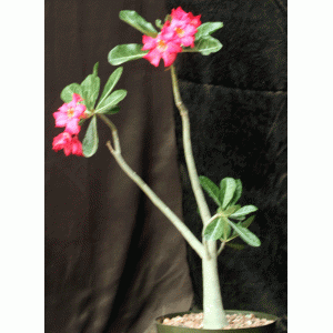 Adenium arabicum x obesum 8-inch pots