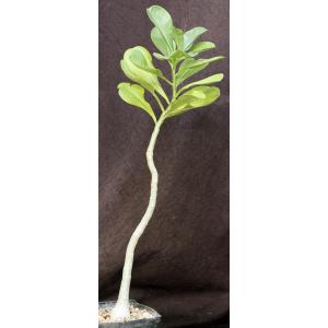 Adenium boehmianum one-gallon pots