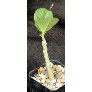 Adenium boehmianum 2-inch pots