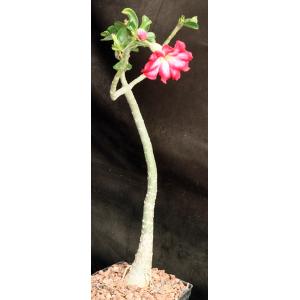 Adenium crispum x obesum one-gallon pots