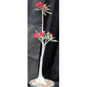 Adenium crispum x arabicum 8-inch pots