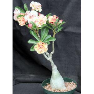 Adenium obesum cv Tropica Ablaze 6-inch pots