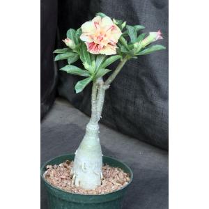 Adenium obesum cv Tropica Blaze 6-inch pots