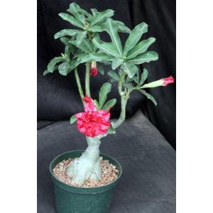 Adenium obesum cv Tropica Triple Fantasy 6-inch pots