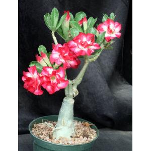 Adenium obesum cv Tropica 154 6-inch pots