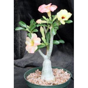 Adenium obesum cv Tropica 302 6-inch pots