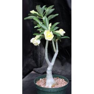 Adenium obesum cv Tropica 222 6-inch pots