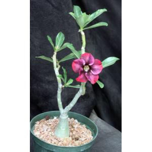 Adenium obesum cv Tropica 149 6-inch pots
