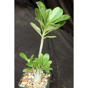 Adenium obesum cv Black Ruby x self 4-inch pots