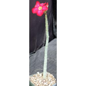 Adenium cv Black Pine 5-inch pots