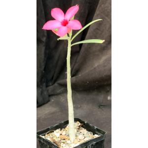 Adenium cv Crimson Star 5-inch pots