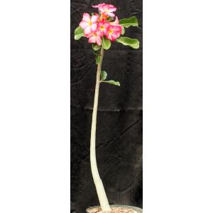 Adenium cv Pink Elephant (MAD 923) 8-inch pots