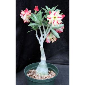 Adenium obesum cv Tropica CF-25 6-inch pots
