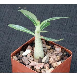 Adenium multiflorum 3-inch pots
