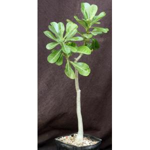 Adenium obesum cv Merrylynns White one-gallon pots